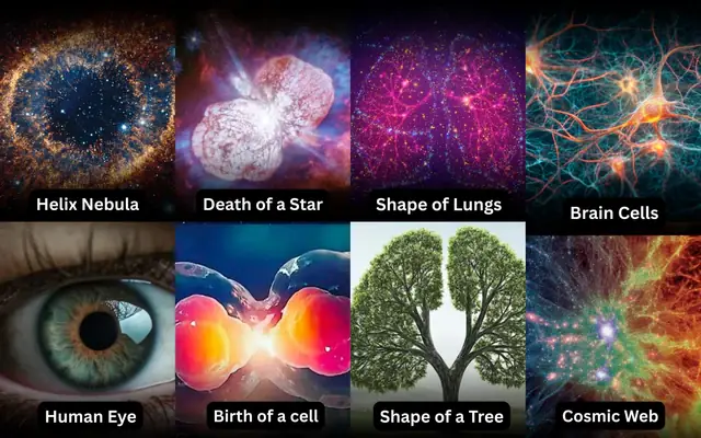 Brain Cell Là Gì? Khái Niệm, Chức Năng Và Các Loại Tế Bào Não