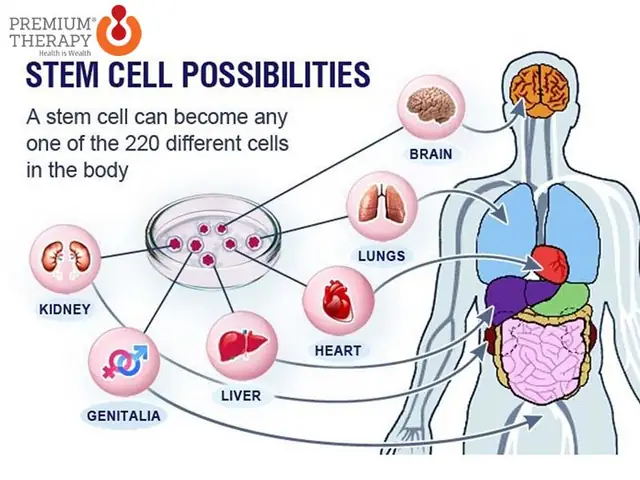 Brain Cell Là Gì? Khái Niệm, Chức Năng Và Các Loại Tế Bào Não