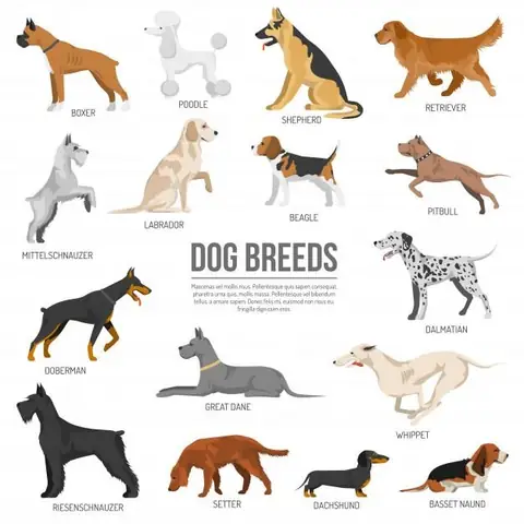 Breed Nghĩa Là Gì? Khám Phá Các Định Nghĩa Và Cách Dùng Trong Tiếng Anh