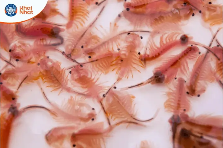 Brine Shrimp Là Gì? Khám Phá Thế Giới Tôm Muối Ngọt & Công Dụng