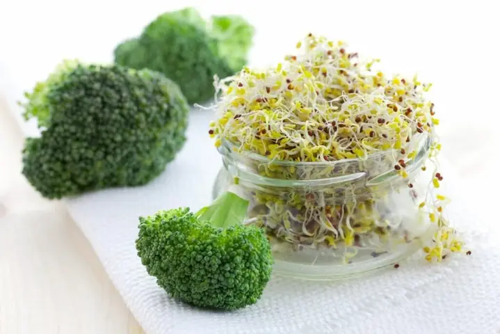 Broccophane Là Gì? Thành Phần, Công Dụng Và Vai Trò Sức Khỏe Broccophane Là Gì? Thành Phần, Công Dụng Và Vai Trò Sức Khỏe