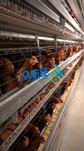 Brood Over Là Gì? Ý Nghĩa, Cách Dùng Và Ví Dụ Chi Tiết