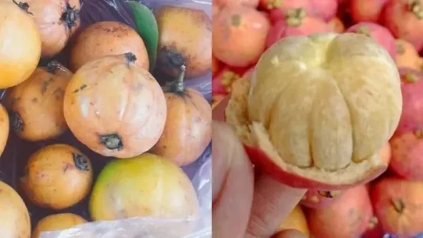 Quả Bứa Là Gì? Đặc Điểm, Công Dụng & Lưu Ý Khi Sử Dụng