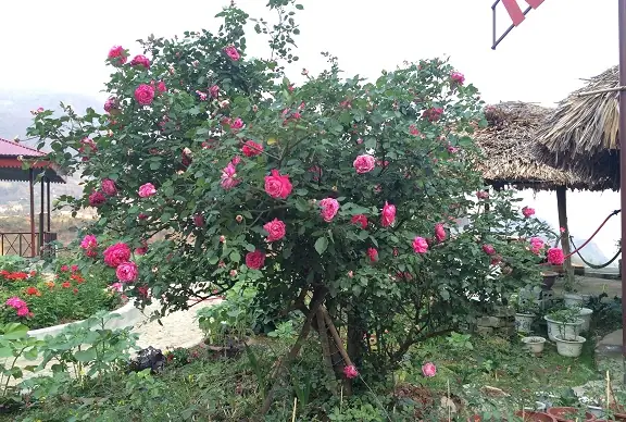 Bụi Hồng Là Gì? Ý Nghĩa, Phân Biệt Các Loại Và Cách Chăm Sóc