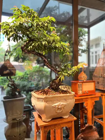Bụi Hồng Là Gì? Ý Nghĩa, Phân Biệt Các Loại Và Cách Chăm Sóc