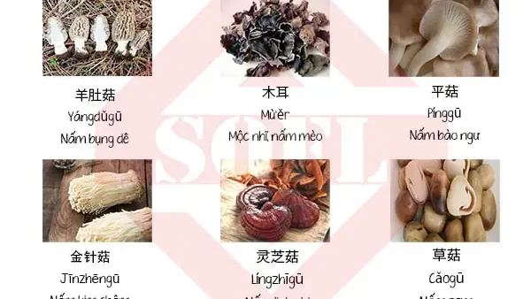 Bụng Tiếng Trung Là Gì? Các Cách Gọi Thông Dụng Và Ngữ Cảnh Sử Dụng