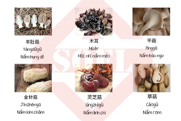 Bụng Tiếng Trung Là Gì? Các Cách Gọi Thông Dụng Và Ngữ Cảnh Sử Dụng