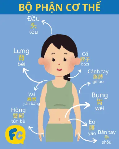 Bụng Tiếng Trung Là Gì? Các Cách Gọi Thông Dụng Và Ngữ Cảnh Sử Dụng