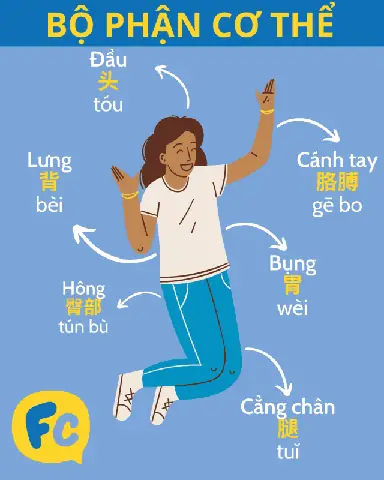 Bụng Tiếng Trung Là Gì? Các Cách Gọi Thông Dụng Và Ngữ Cảnh Sử Dụng