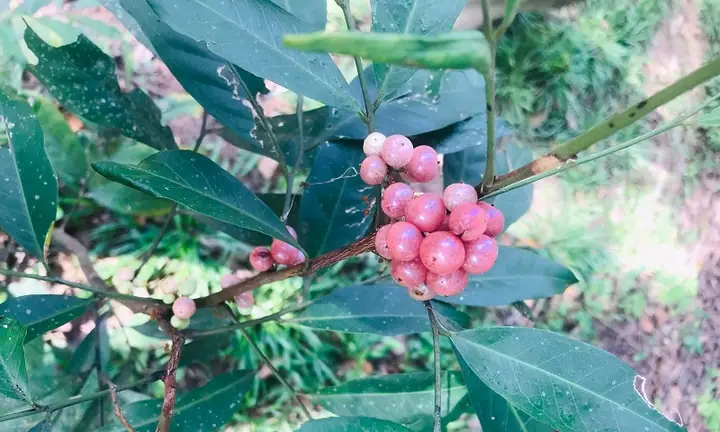 Bưởi Bung Là Gì? Đặc Điểm, Công Dụng Và Các Bài Thuốc Dân Gian