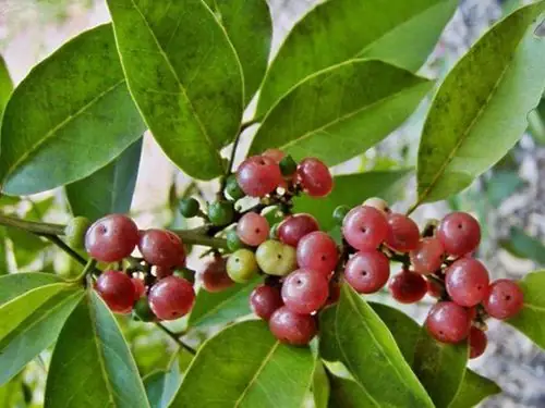 Bưởi Bung Là Gì? Đặc Điểm, Công Dụng Và Các Bài Thuốc Dân Gian