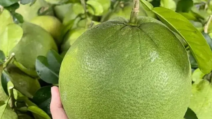 Bưởi Da Xanh Là Gì? Nguồn Gốc, Đặc Điểm Và Lợi Ích Vượt Trội