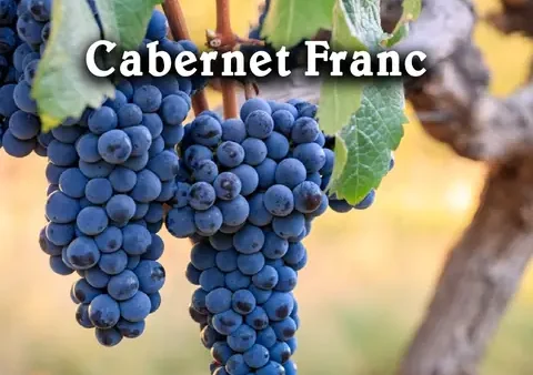 Cabernet Là Gì? Định Nghĩa, Đặc Điểm Và Hương Vị Nổi Tiếng