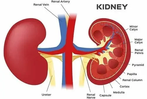 Calyx Là Gì? Giải Nghĩa Đài Hoa Và Các Thuật Ngữ Liên Quan