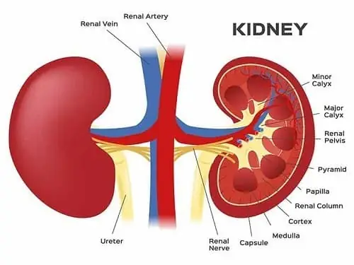 Calyx Là Gì? Giải Nghĩa Đài Hoa Và Các Thuật Ngữ Liên Quan
