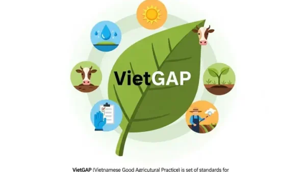 Cam Vietgap Là Gì? Hướng Dẫn Trồng Và Lợi Ích Cho Người Nông Dân