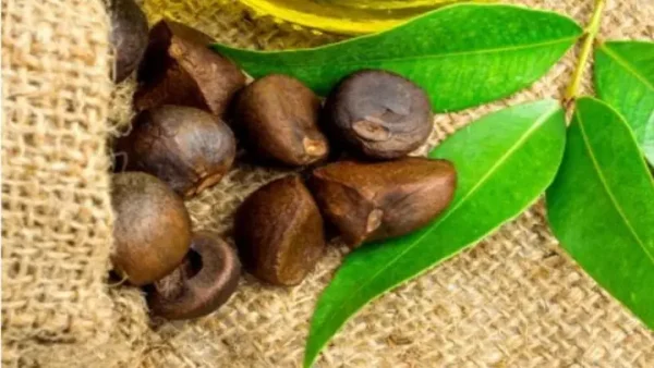 Dầu Hoa Trà Camellia Oil Là Gì? Công Dụng & Cách Dùng Chi Tiết
