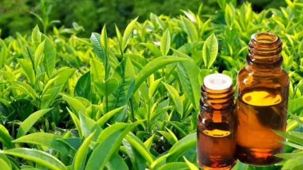 Camellia Sinensis Leaf Extract Là Gì? Công Dụng Và Ứng Dụng Chi Tiết