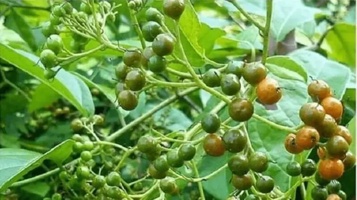 Cây Xạ Đen Là Gì? Công Dụng, Cách Dùng Và Lưu Ý An Toàn