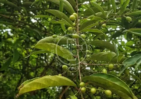 Cây Xạ Đen Là Gì? Công Dụng, Cách Dùng Và Lưu Ý An Toàn