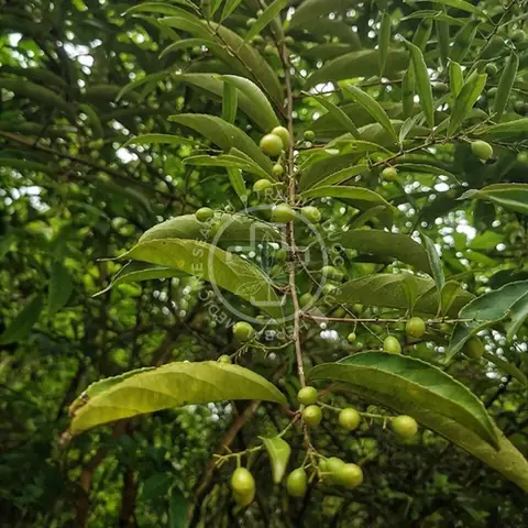 Cây Xạ Đen Là Gì? Công Dụng, Cách Dùng Và Lưu Ý An Toàn