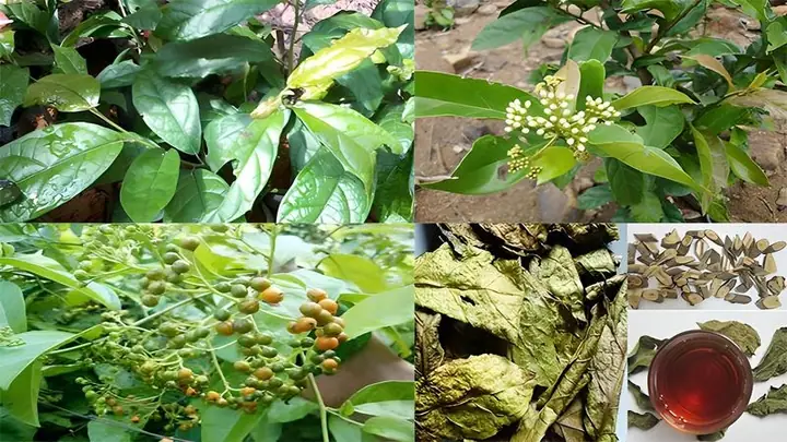 Cây Xạ Đen Là Gì? Công Dụng, Cách Dùng Và Lưu Ý An Toàn