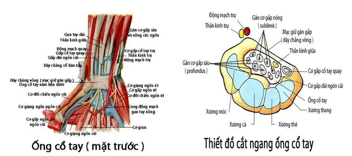 Hội Chứng Ống Cổ Tay (carpal Tunnel Syndrome): Nguyên Nhân, Triệu Chứng, Chẩn Đoán Và Cách Điều Trị Hiệu Quả