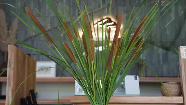 Cattail Là Gì? Đặc Điểm, Tên Gọi Khác Và Vai Trò Của Cây Hương Bồ