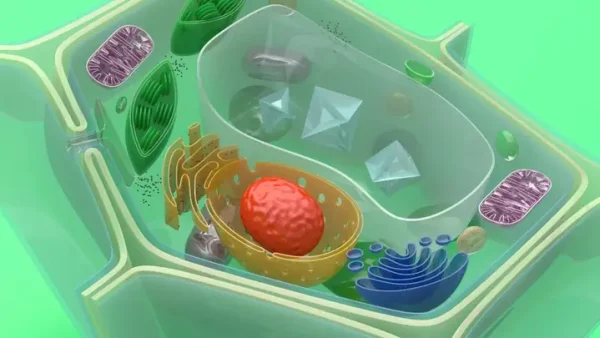 Cell Wall Là Gì? Cấu Tạo, Chức Năng Và Vai Trò Trong Các Loại Tế Bào