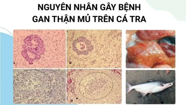 Cellularity Là Gì? Ý Nghĩa Trong Sinh Học, Y Học Và Các Thuật Ngữ Liên Quan
