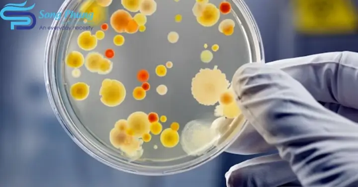 Cfu/ml Là Gì? Ý Nghĩa, Cách Tính Và Ứng Dụng Trong Kiểm Nghiệm Vi Sinh Cfu/ml Là Gì? Ý Nghĩa, Cách Tính Và Ứng Dụng Trong Kiểm Nghiệm Vi Sinh