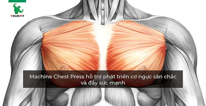 Máy Chest Press Là Gì? Hướng Dẫn Tập Đúng Cách & Lợi Ích Vượt Trội