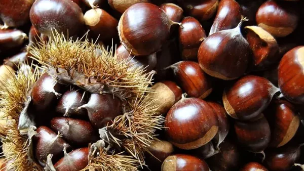 Chestnut Là Gì? Nguồn Gốc, Đặc Điểm Và Lợi Ích Sức Khỏe Không Thể Bỏ Qua
