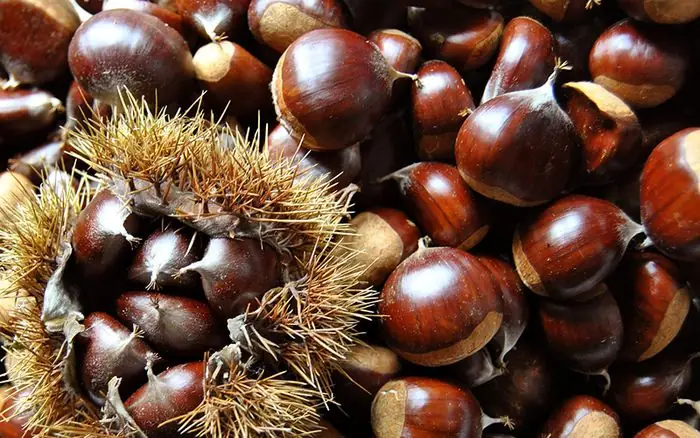 Chestnut Là Gì? Nguồn Gốc, Đặc Điểm Và Lợi Ích Sức Khỏe Không Thể Bỏ Qua