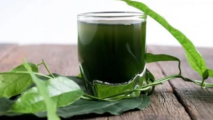Chlorophyll Powder Là Gì? Công Dụng, Cách Sử Dụng Và Lưu Ý Quan Trọng