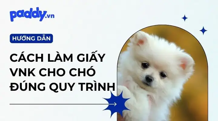 Chó Có Giấy VKA Là Gì? Ý Nghĩa, Quy Trình Làm Giấy Tờ Thuần Chủng