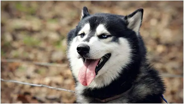 Chó Husky Là Gì? Nguồn Gốc, Đặc Điểm, Tính Cách Và Cách Nuôi Chuẩn