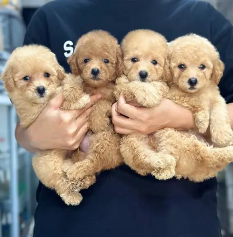 Chó Poodle Tiny Là Gì? Đặc Điểm, Tính Cách & Cách Chăm Sóc Chi Tiết
