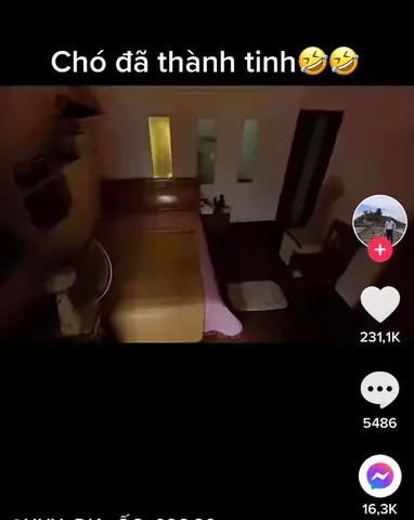 Chó Thành Tinh Là Gì? Giải Mã Truyền Thuyết & Hiện Tượng Đời Thường