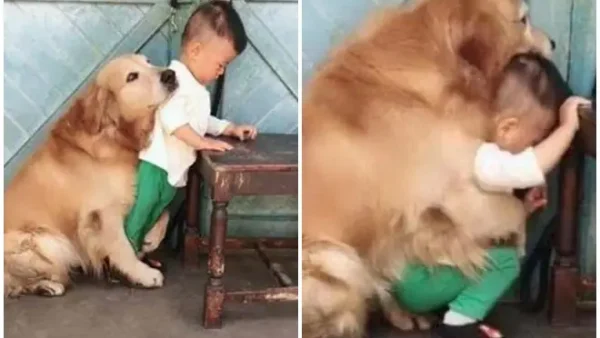 Chó Thành Tinh Là Gì? Giải Mã Truyền Thuyết & Hiện Tượng Đời Thường
