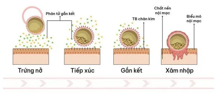 Chuyển Hóa Qua Gan Lần Đầu Là Gì? Giải Thích Chi Tiết Hiệu Ứng Vượt Qua Lần Đầu